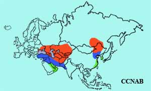 Ruddy Shelduck range map