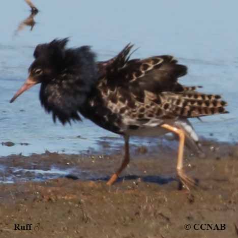 Birds of North America