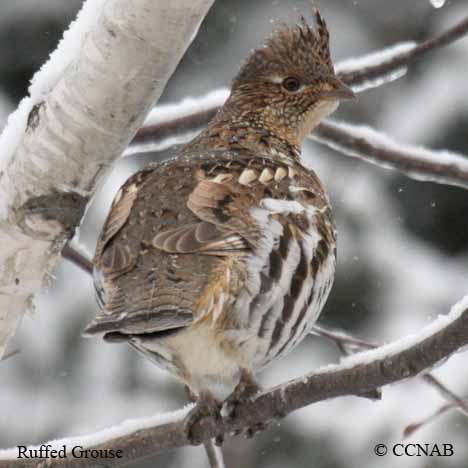 Ruffed Grouse