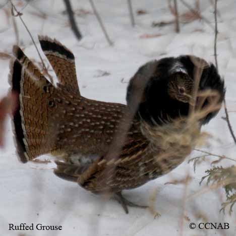 Ruffed Grouse