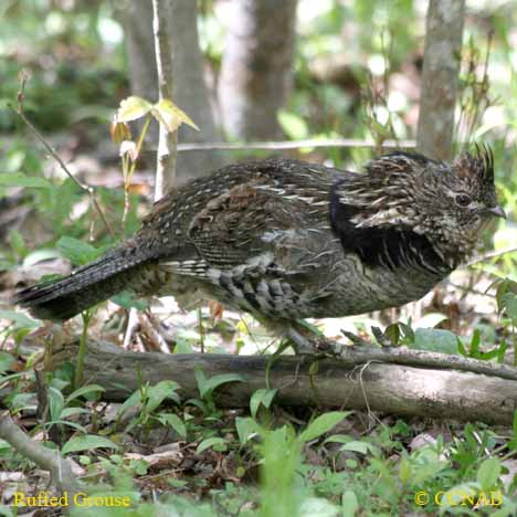 Ruffed Grouse