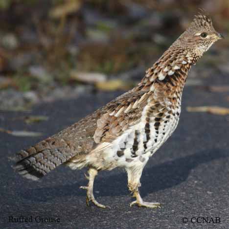 Ruffed Grouse