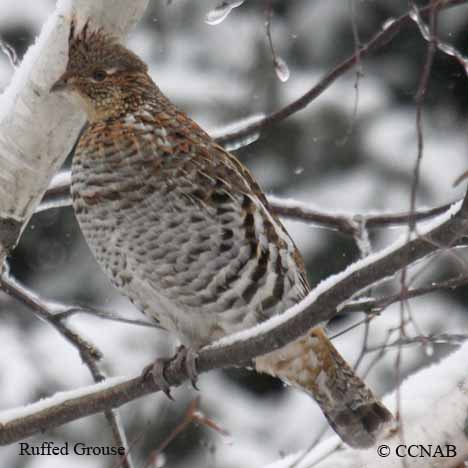 Ruffed Grouse