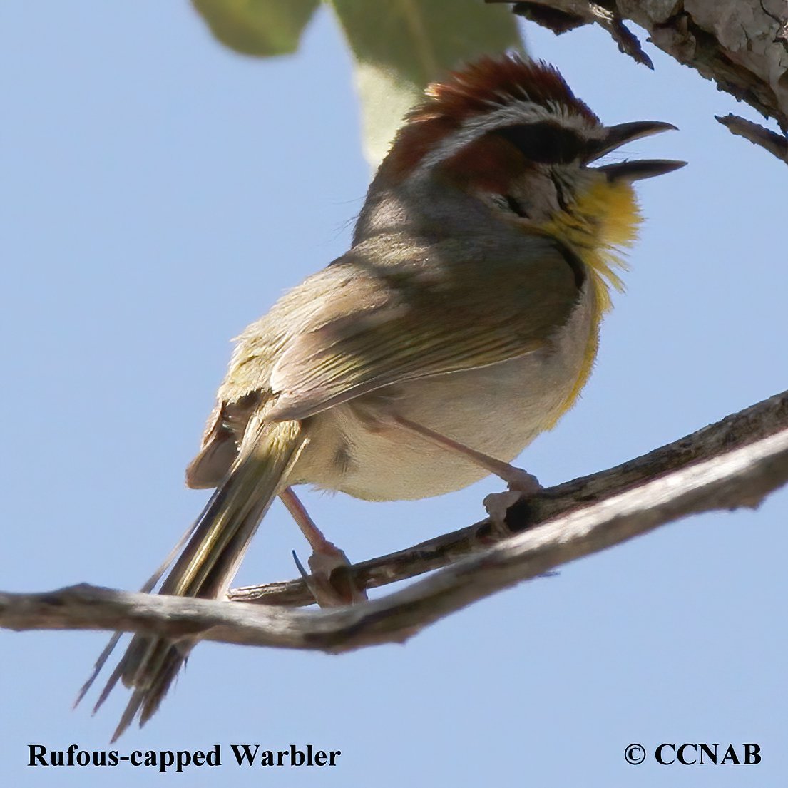 Rufous-capped Warbler