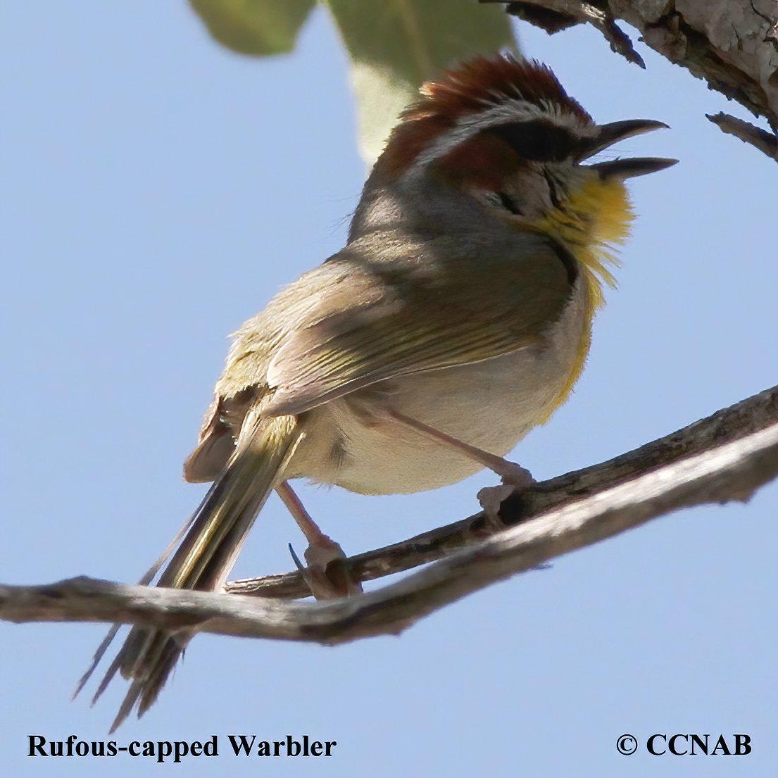 Birds of North America
