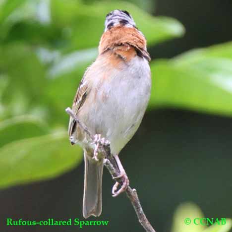 Rufous-collared Sparrow