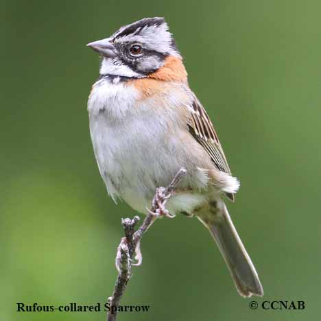 Rufous-collared Sparrow