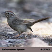 Rufous-crowned Sparrow