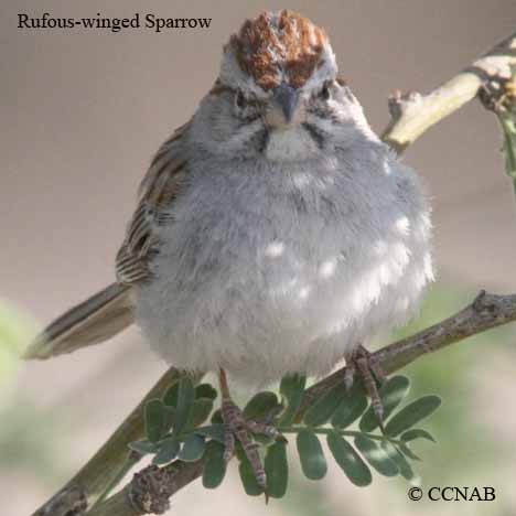 Rufous-winged Sparrow