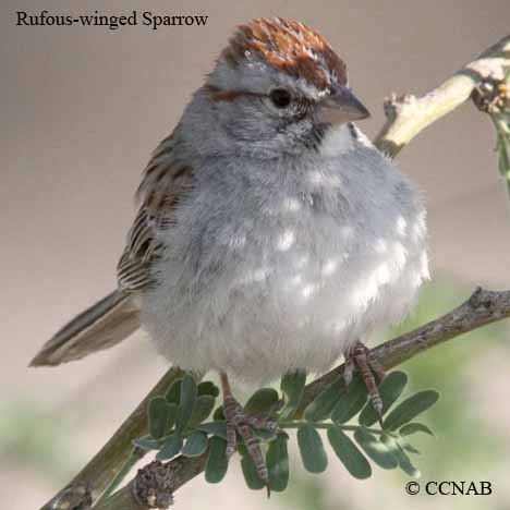 Rufous-winged Sparrow