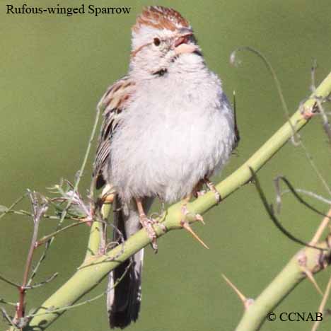 Rufous-winged Sparrow