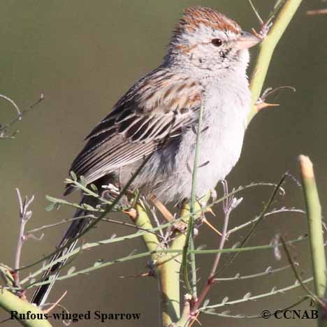 Birds of North America