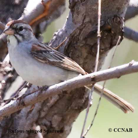 Birds of North America