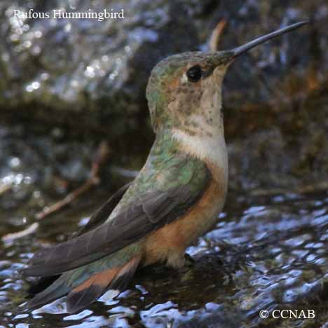 Rufous Hummingbird