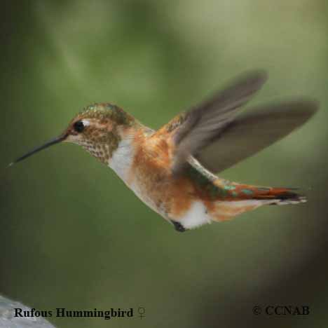 Rufous Hummingbird