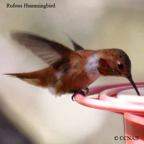 Rufous Hummingbird