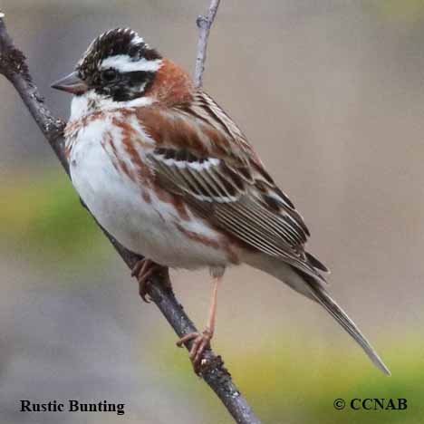 Rustic Bunting (Emberiza rustica)