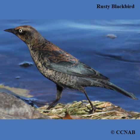 Rusty Blackbird