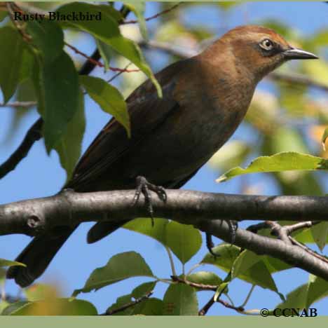 Rusty Blackbird