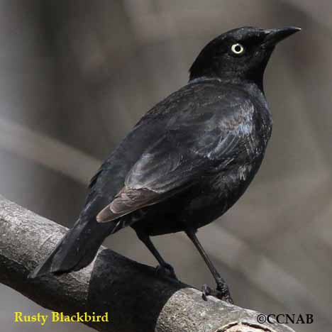 Rusty Blackbird