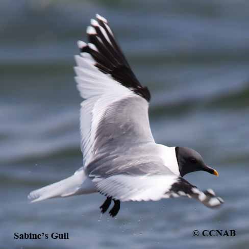 Sabine's Gull