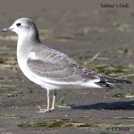 Sabine's Gull