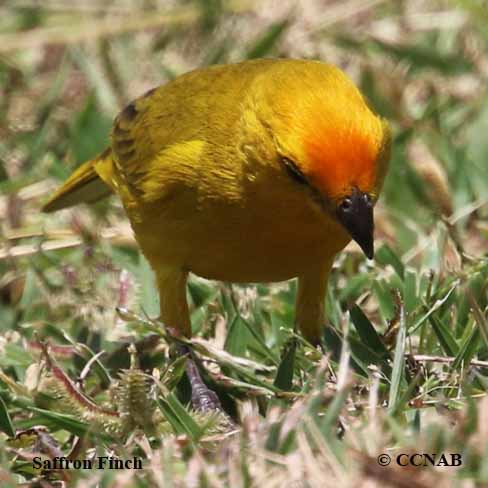 Saffron Finch