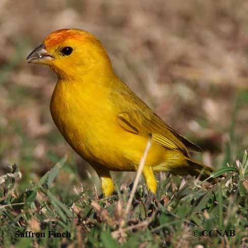 Saffron Finch