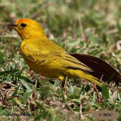 Birds of North America