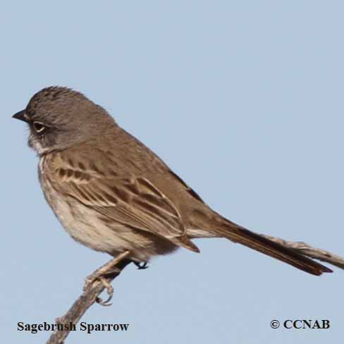 Birds of North America
