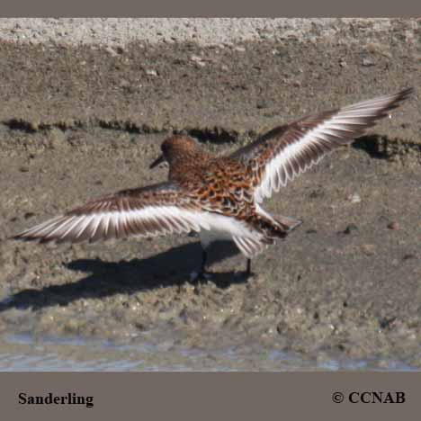 Sanderling