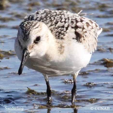 Sanderling