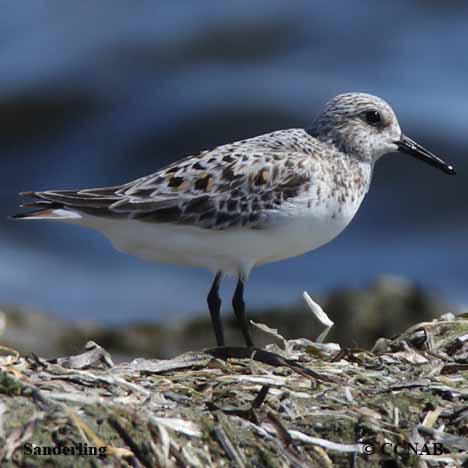 Birds of North America