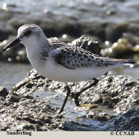 Birds of North America