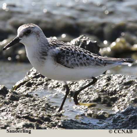 Sanderling