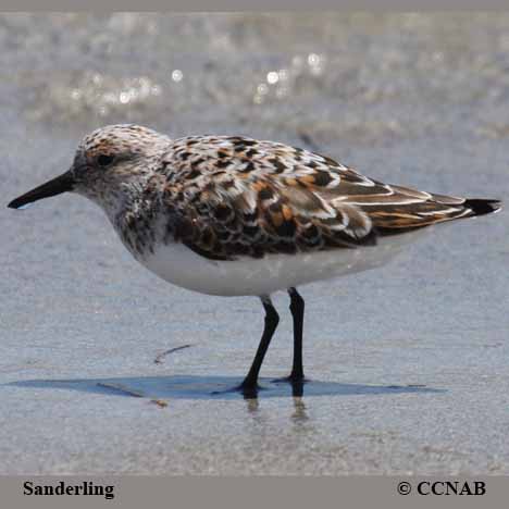 Birds of North America