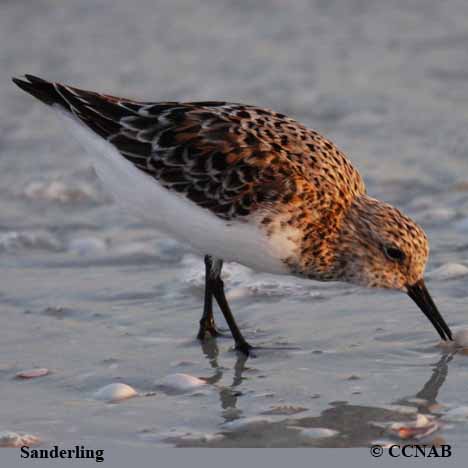 Sanderling