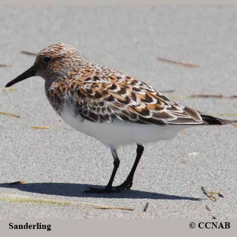 Birds of North America