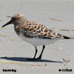 Sanderling range map