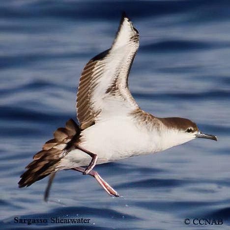 Birds of North America