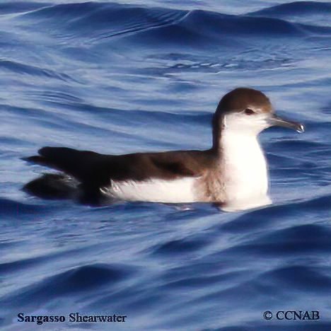 Birds of North America
