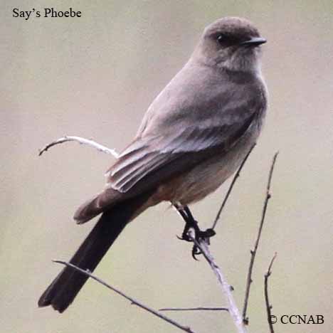 Say's Phoebe