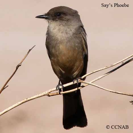 North American Phoebes