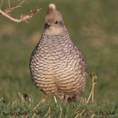 Birds of North America