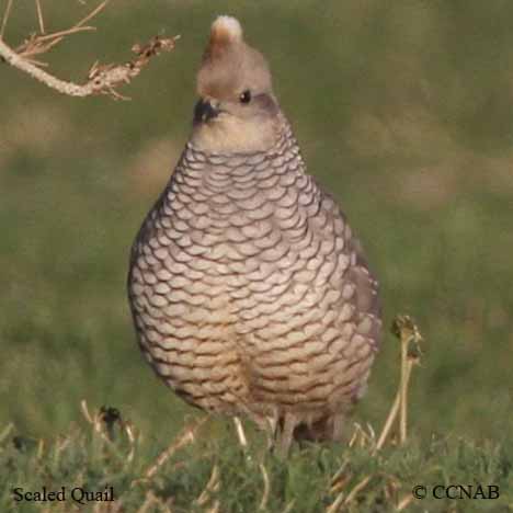 Scaled Quail