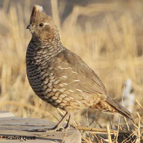 Scaled Quail