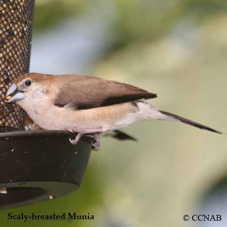 Birds of North America