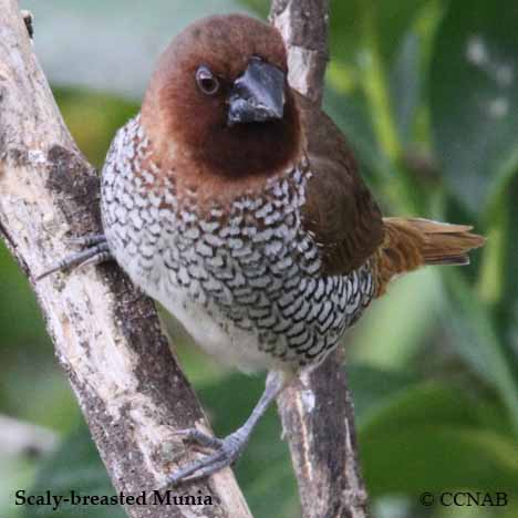 Scaly-breasted Munia