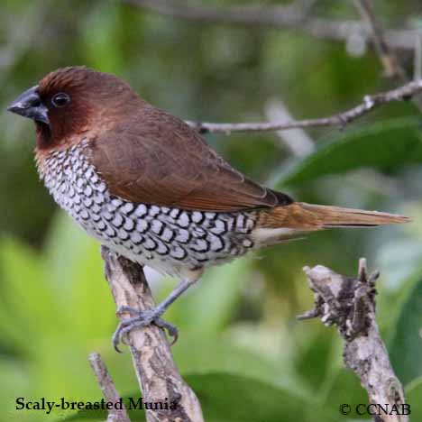 Scaly-breasted Munia