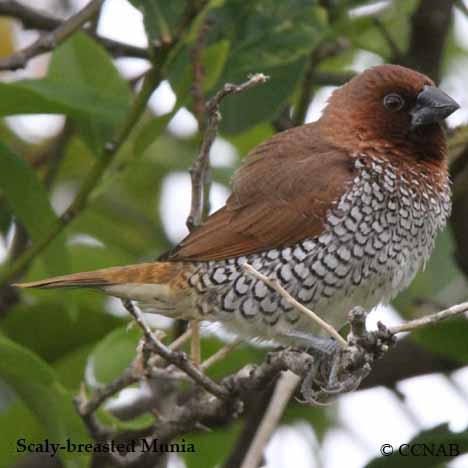 Scaly-breasted Munia